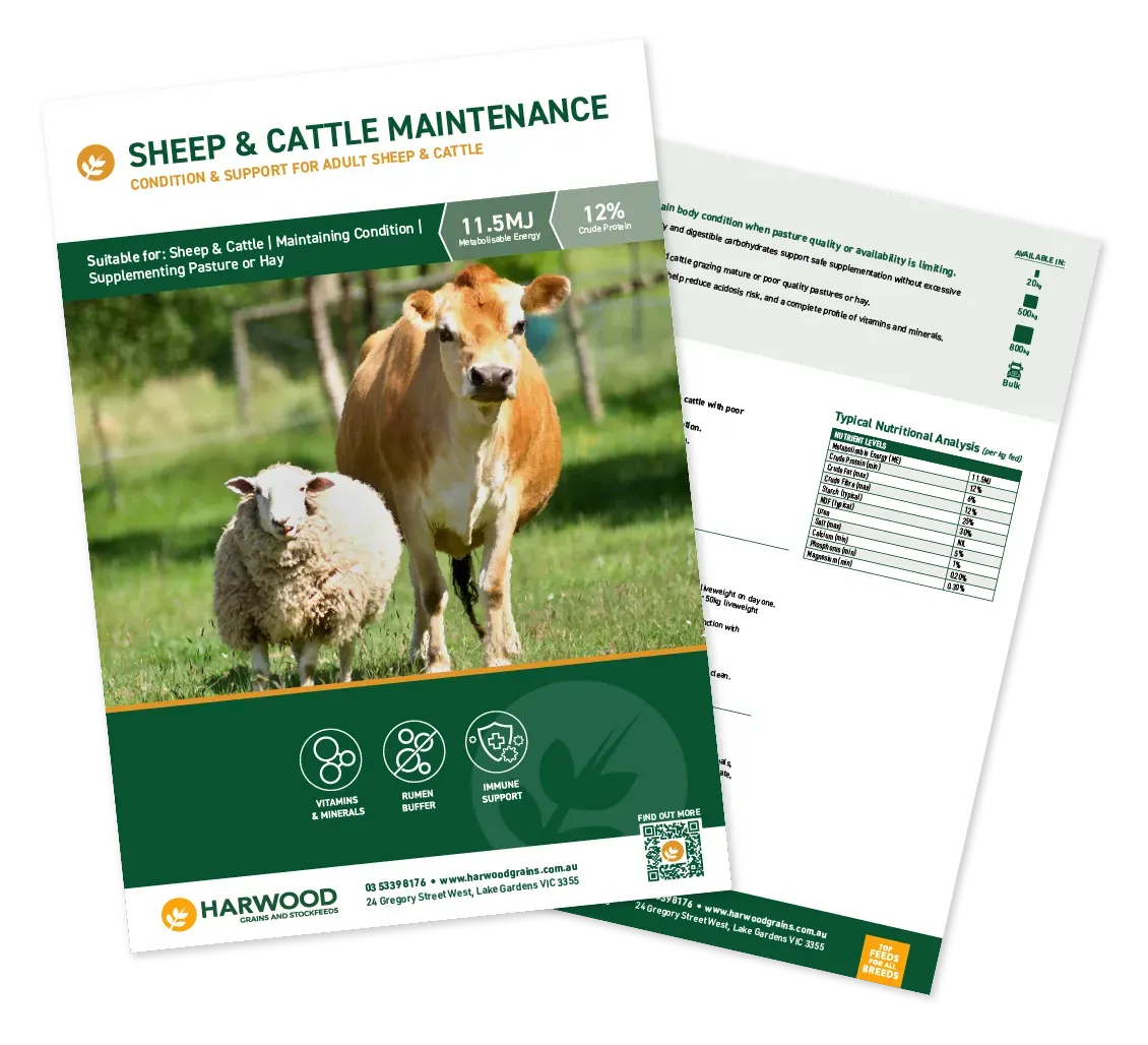 Sheep And Cattle Maintenance Feed Flyer