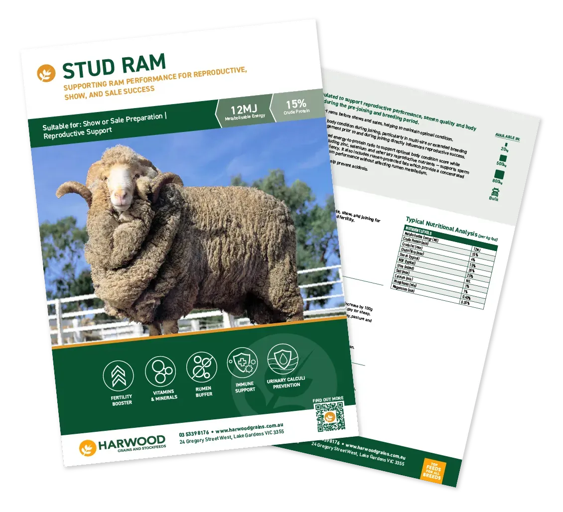 Stud Ram Sheep Feed Flyer