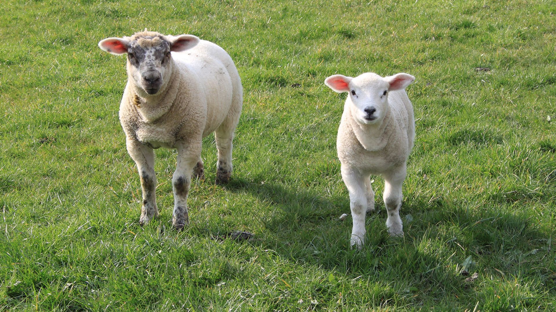 Lamb Grower - Feed Product from Harwood Grains