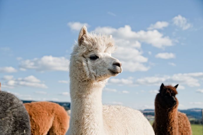Quality Animal Feed Products from Harwood Grains
