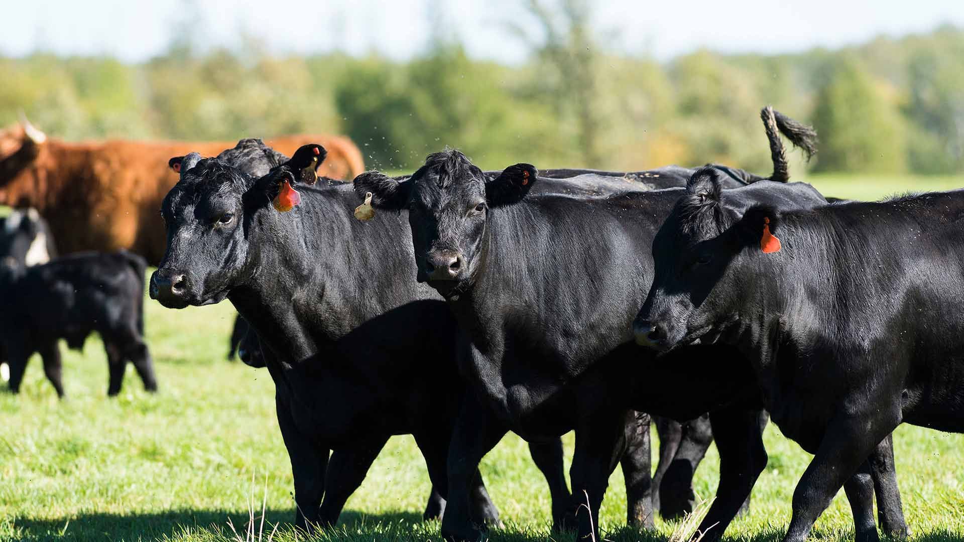 Quality Cattle Feed Product - Beef Finisher - Harwood Grains