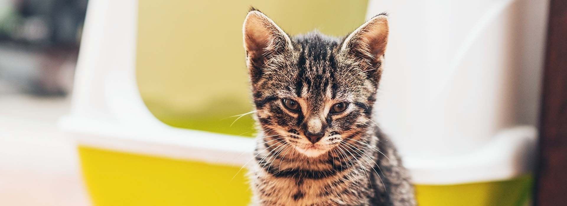 Eco-friendly Kitty Litter from Harwood Grains