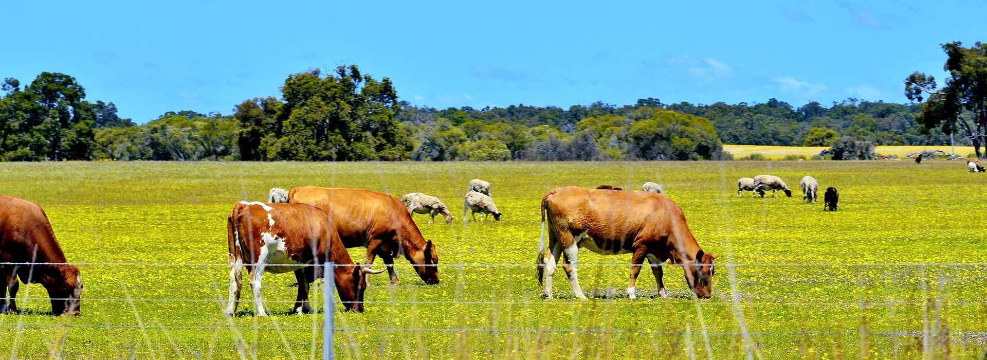 Quality Cattle Feed Products from Harwood Grains