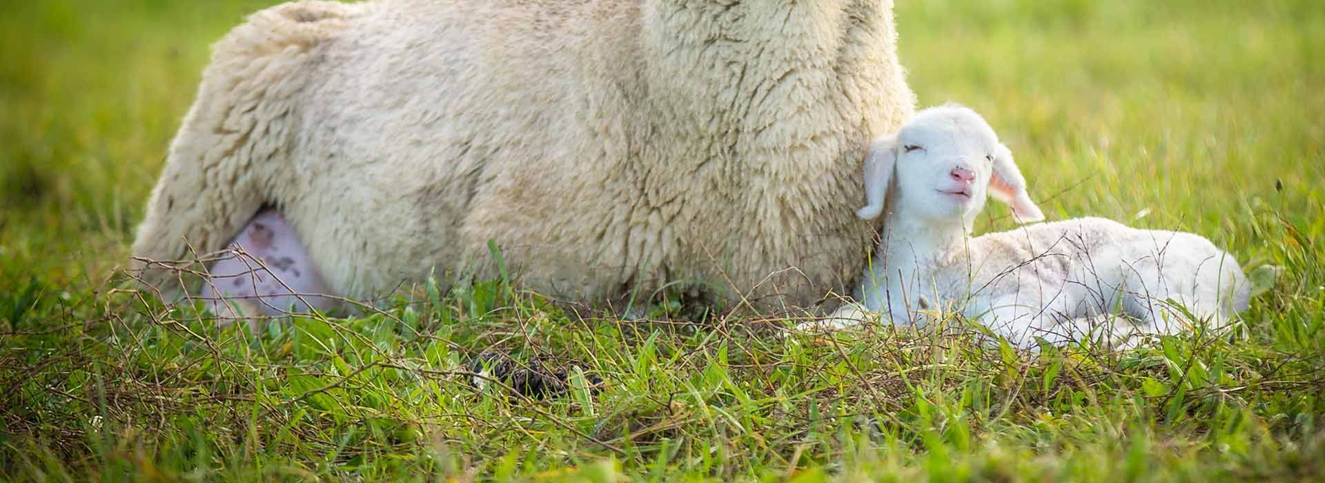 Lamb Feed from Harwood Grains