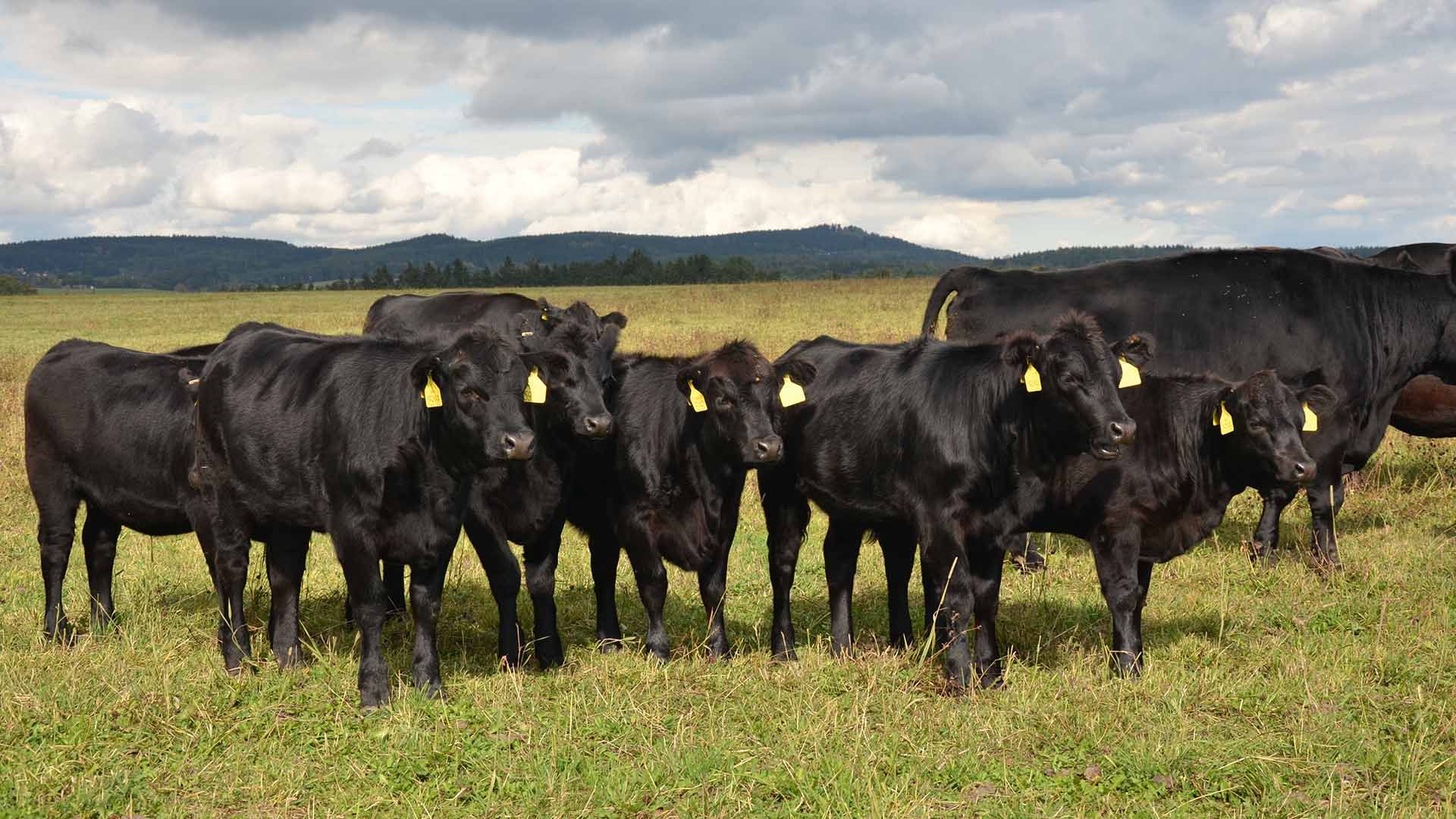 Quality Calf Feed Product - Cattle Grower - Harwood Grains