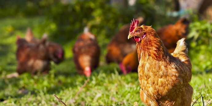 About Harwood Grains and Stockfeeds in Ballarat