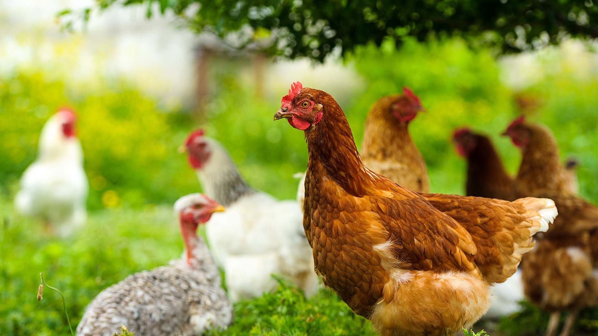 Quality Chicken Feed Products from Harwood Grains
