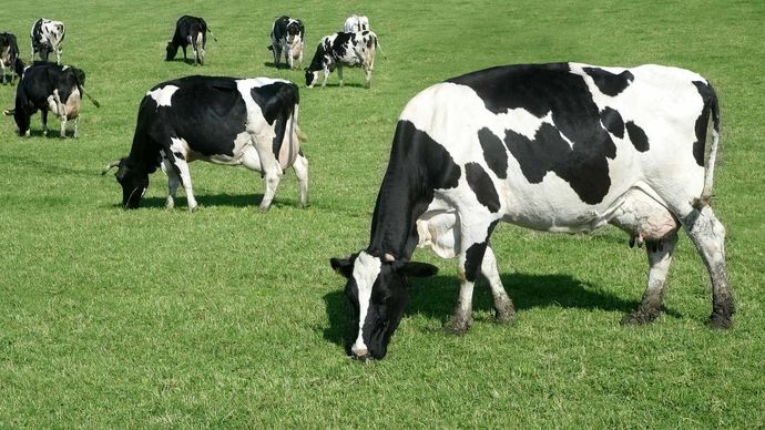 Quality Dairy Cattle Feed Products from Harwood Grains