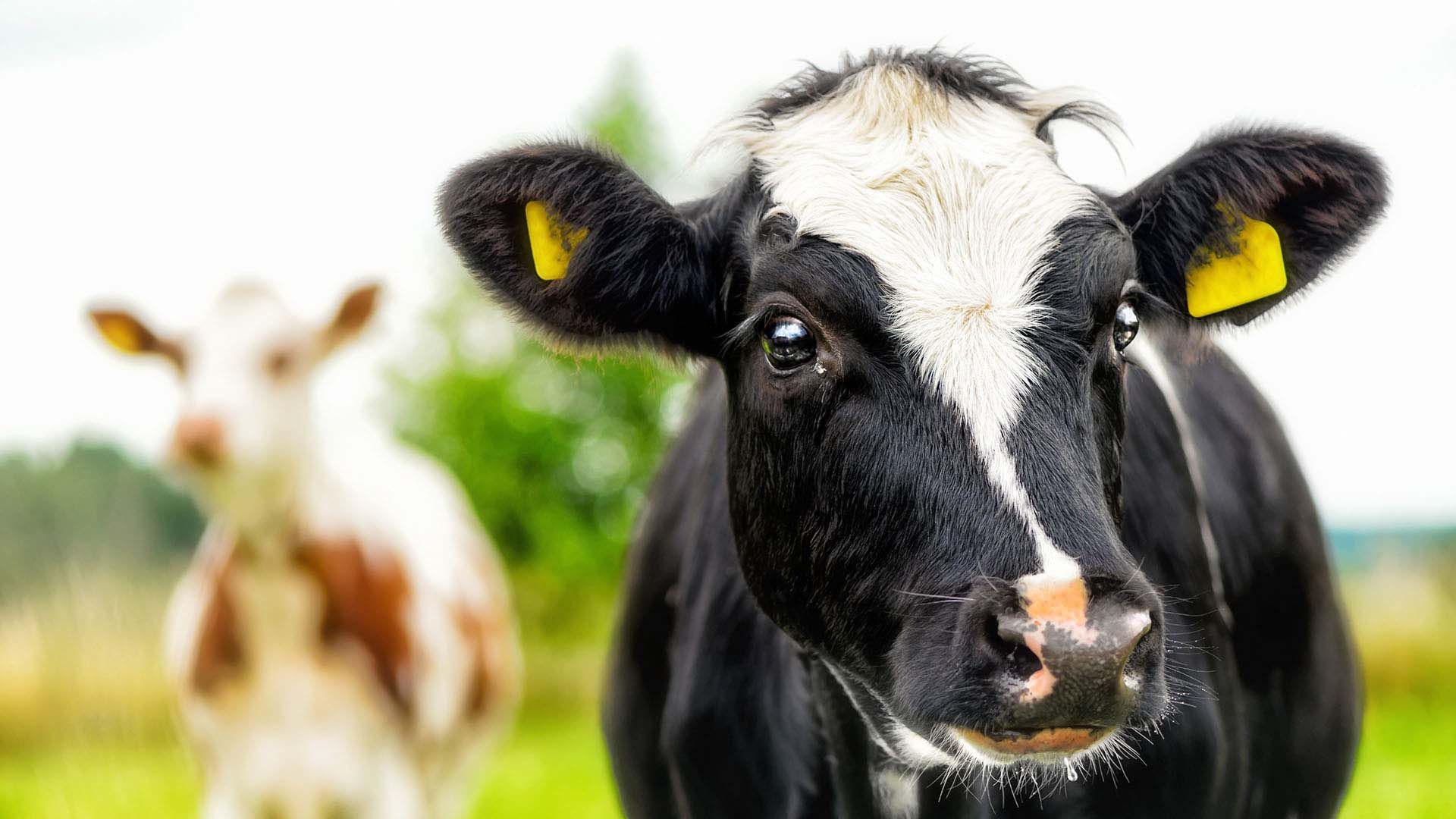 Quality Dairy Calf Feed Product - Dairy Starter - Harwood Grains