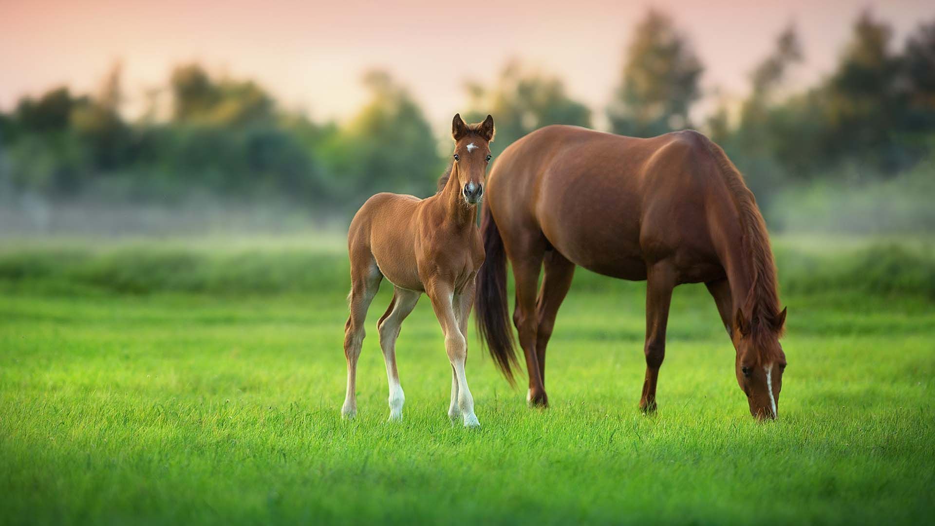 Quality Horse Feed Products from Harwood Grains & Stockfeeds