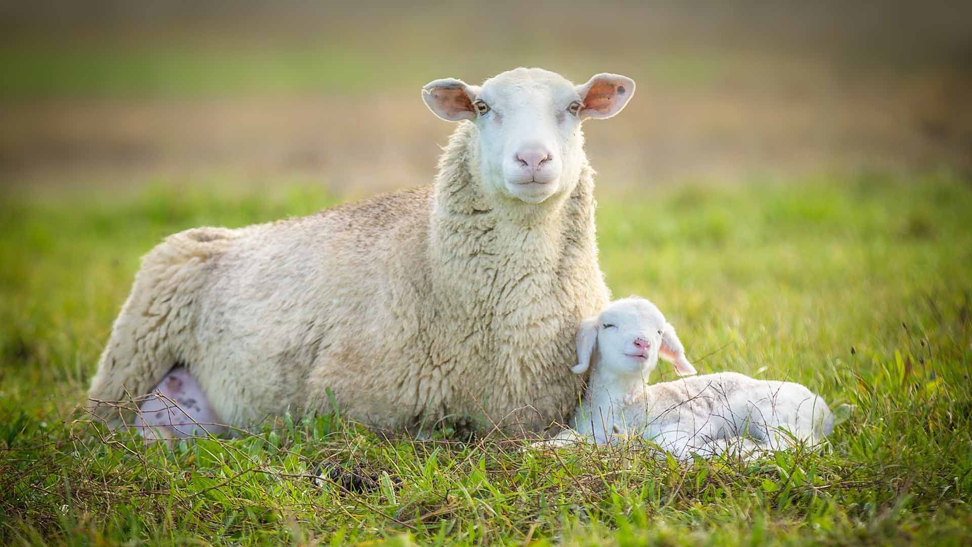 Ewe Supplement - Feed Product from Harwood Grains