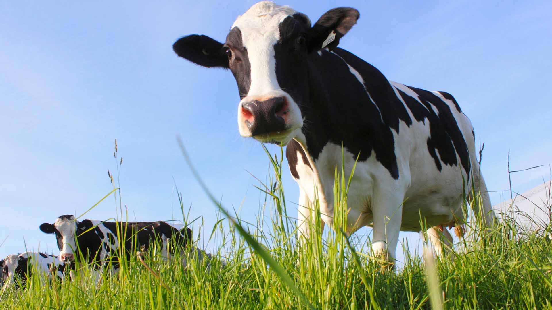 Quality DCow Feed Product - Heifer Developer - Harwood Grains