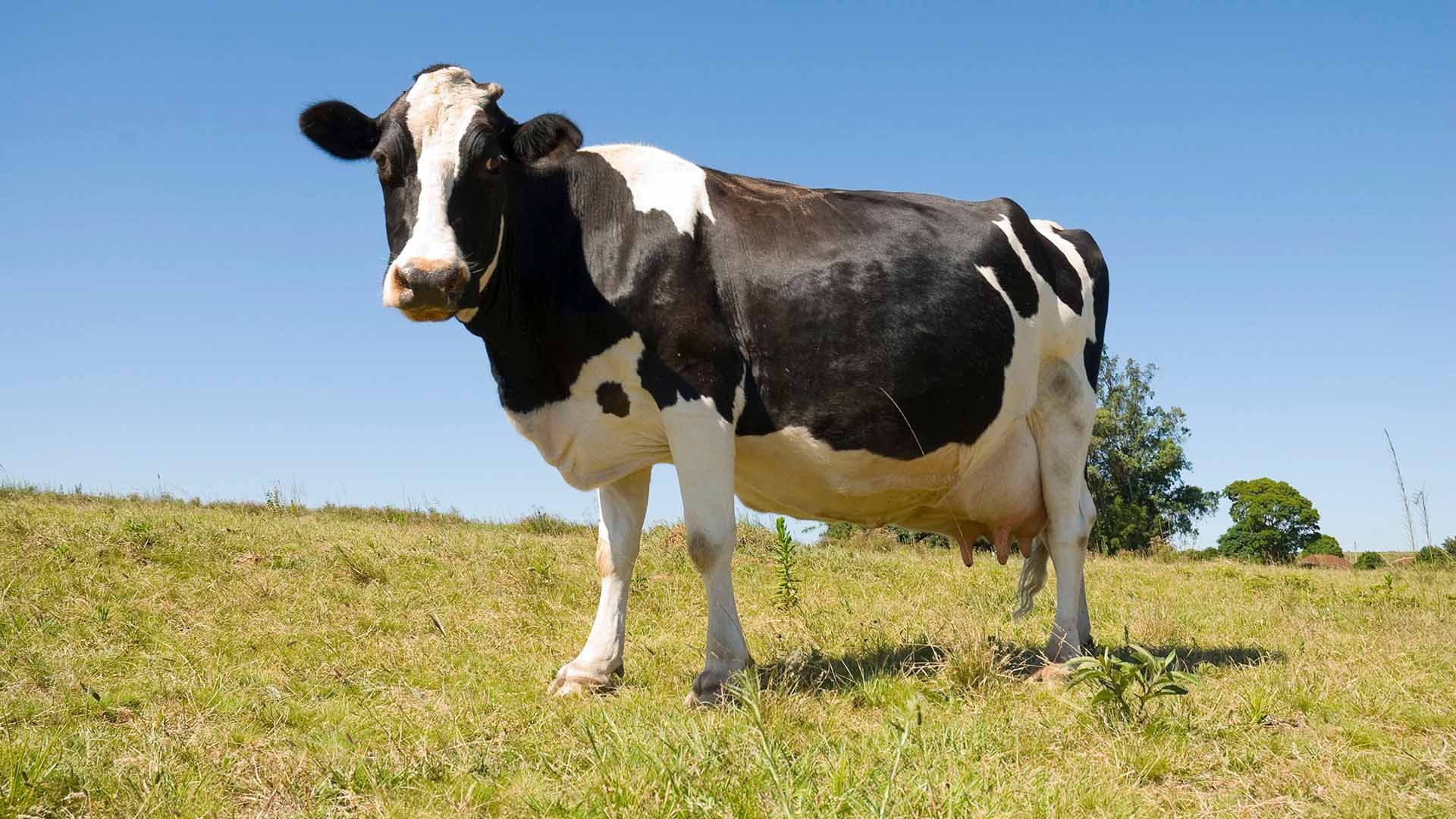 Quality Dairy Cow Feed Product - Lead Up - Harwood Grains