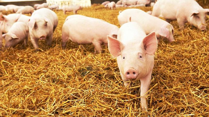Quality Pig Feed Products from Harwood Grains & Stockfeeds