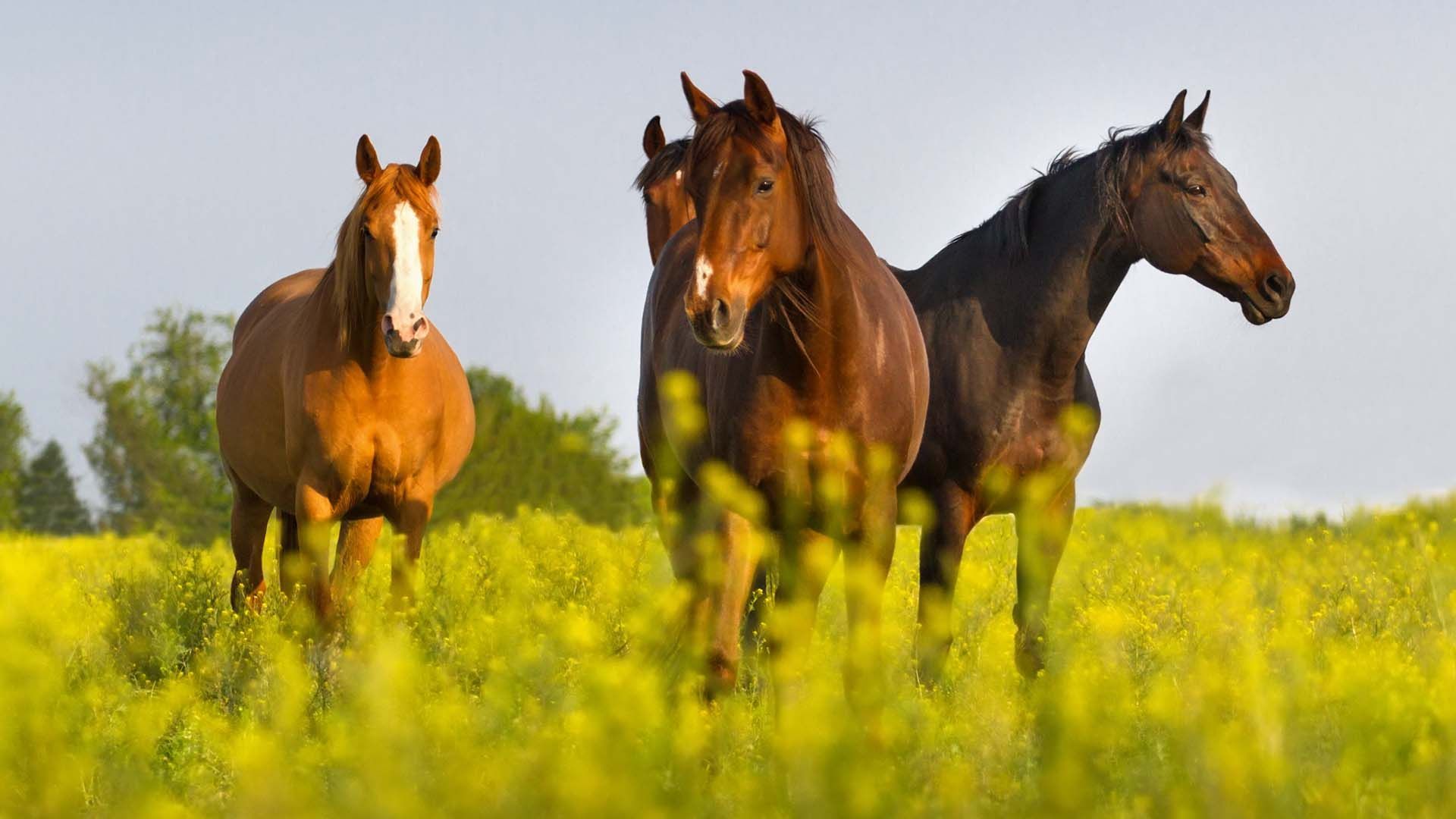 Quality Horse Feed Product - Smart Chaff - Harwood Grains