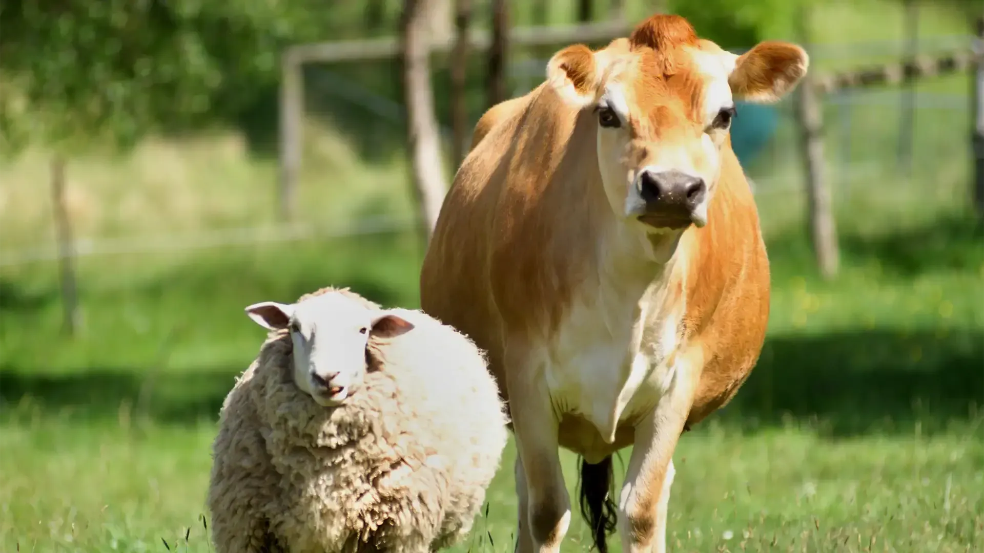 Quality Feed Product - Sheep and Cattle Maintenance Feed - Harwood Grain