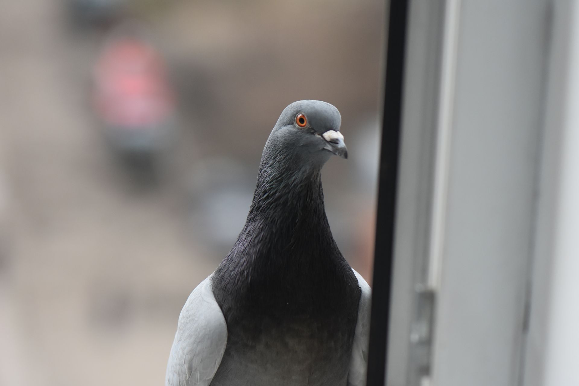 Close-up of a gray pigeon perched by a window, with a blurred outdoor background.