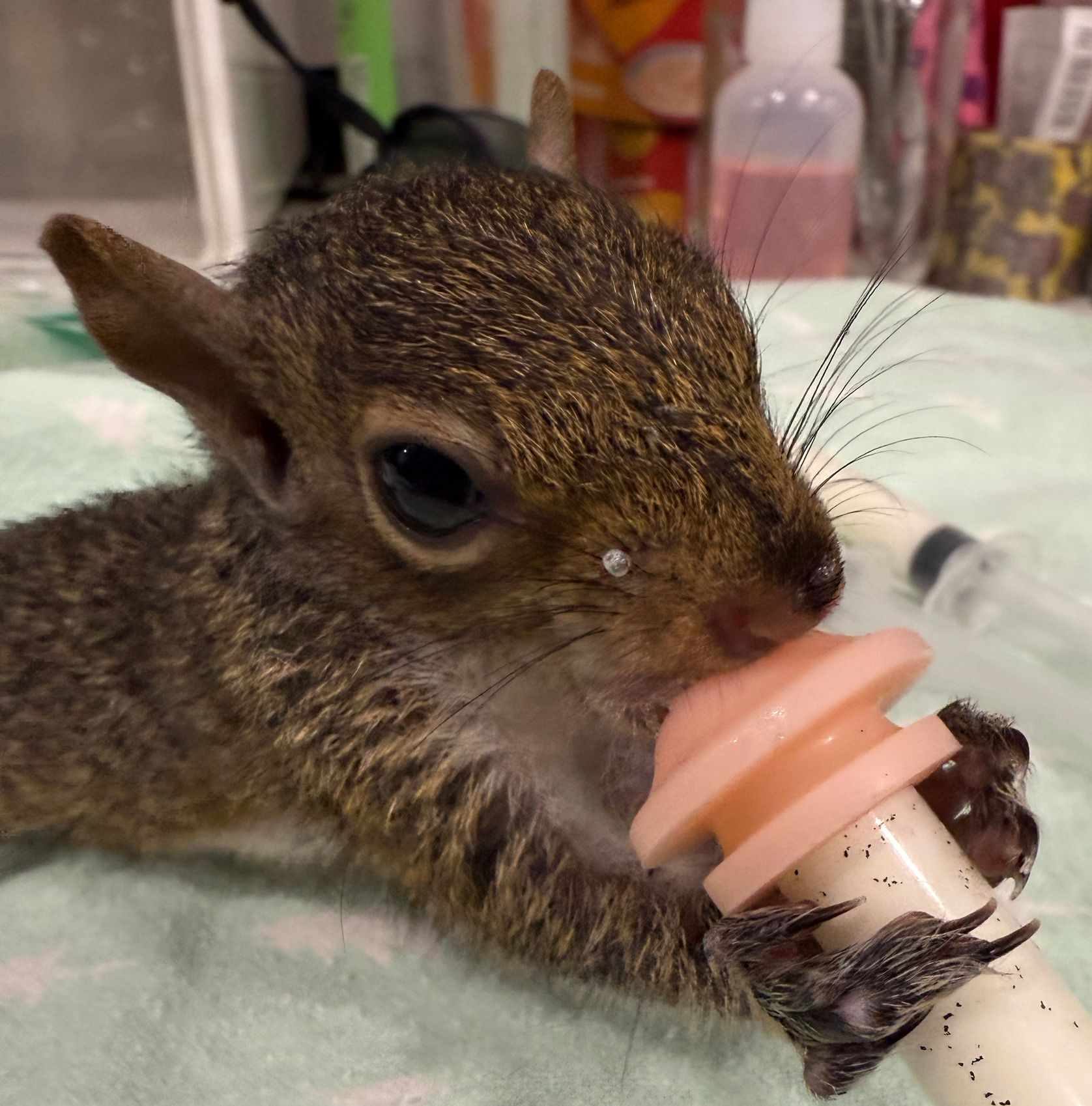 baby squirrel being bottle fed