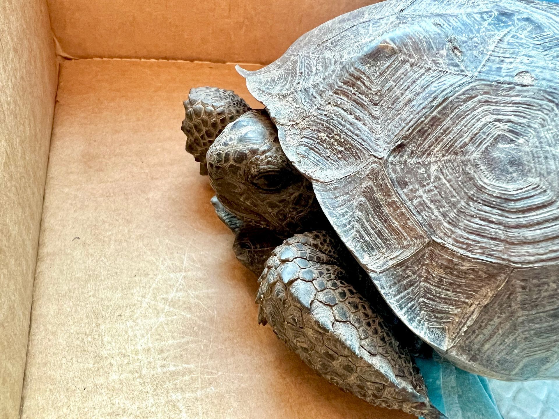 Rescuing Ocala Wildlife - A 501c3 Wildlife Rescue in Ocala serving Central Florida communities