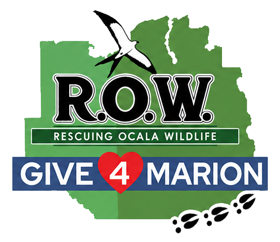 Give4Marion, Give 4 Marion, Rescuing Ocala Wildlife, ROW Give4Marion