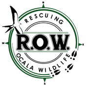 Rescuing Ocala Wildlife - Wildlife Rescue in Ocala and Central Florida Give4Marion, Give 4 Marion, Rescuing Ocala Wildlife, ROW Give4Marion