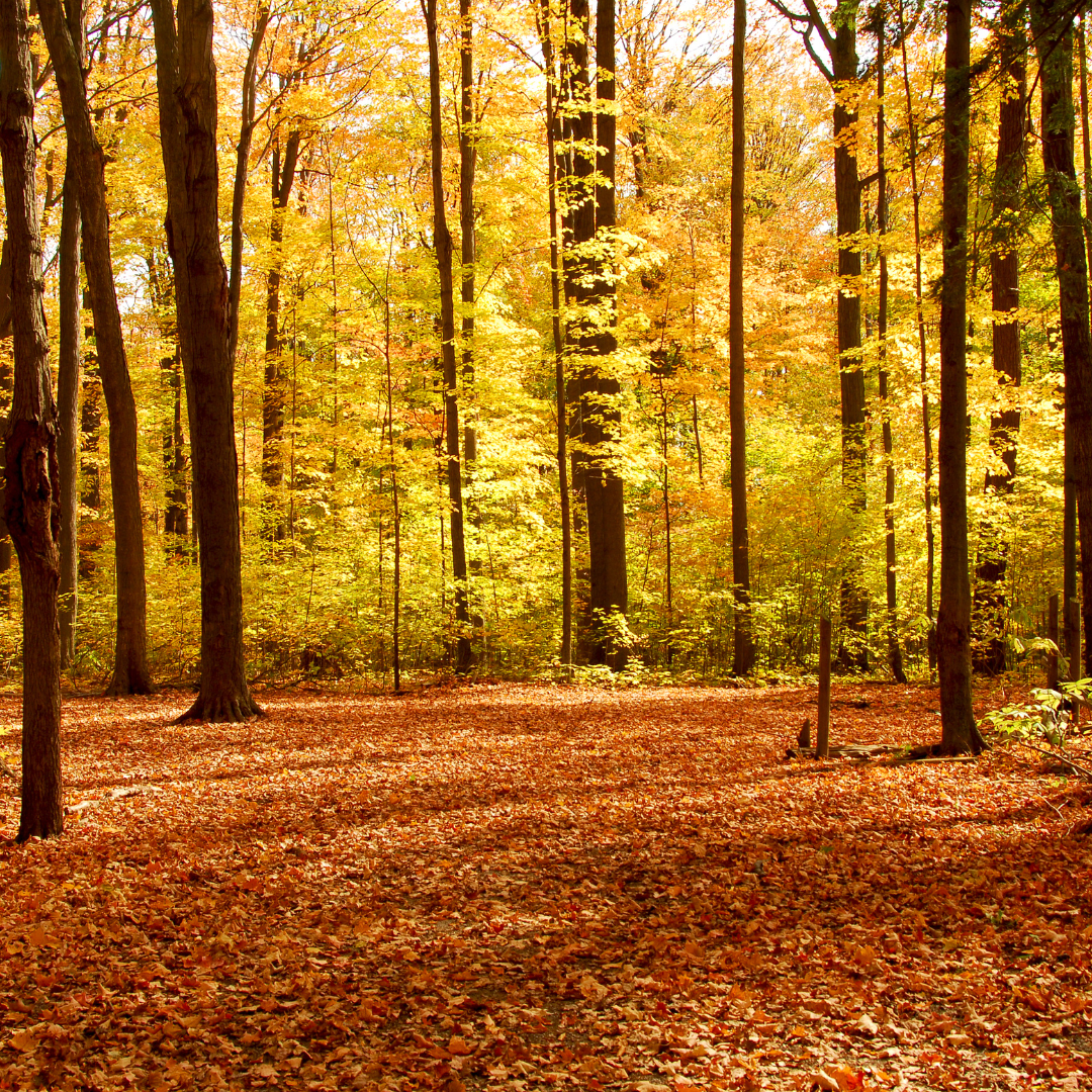 Embrace the Fall Season on Long Island