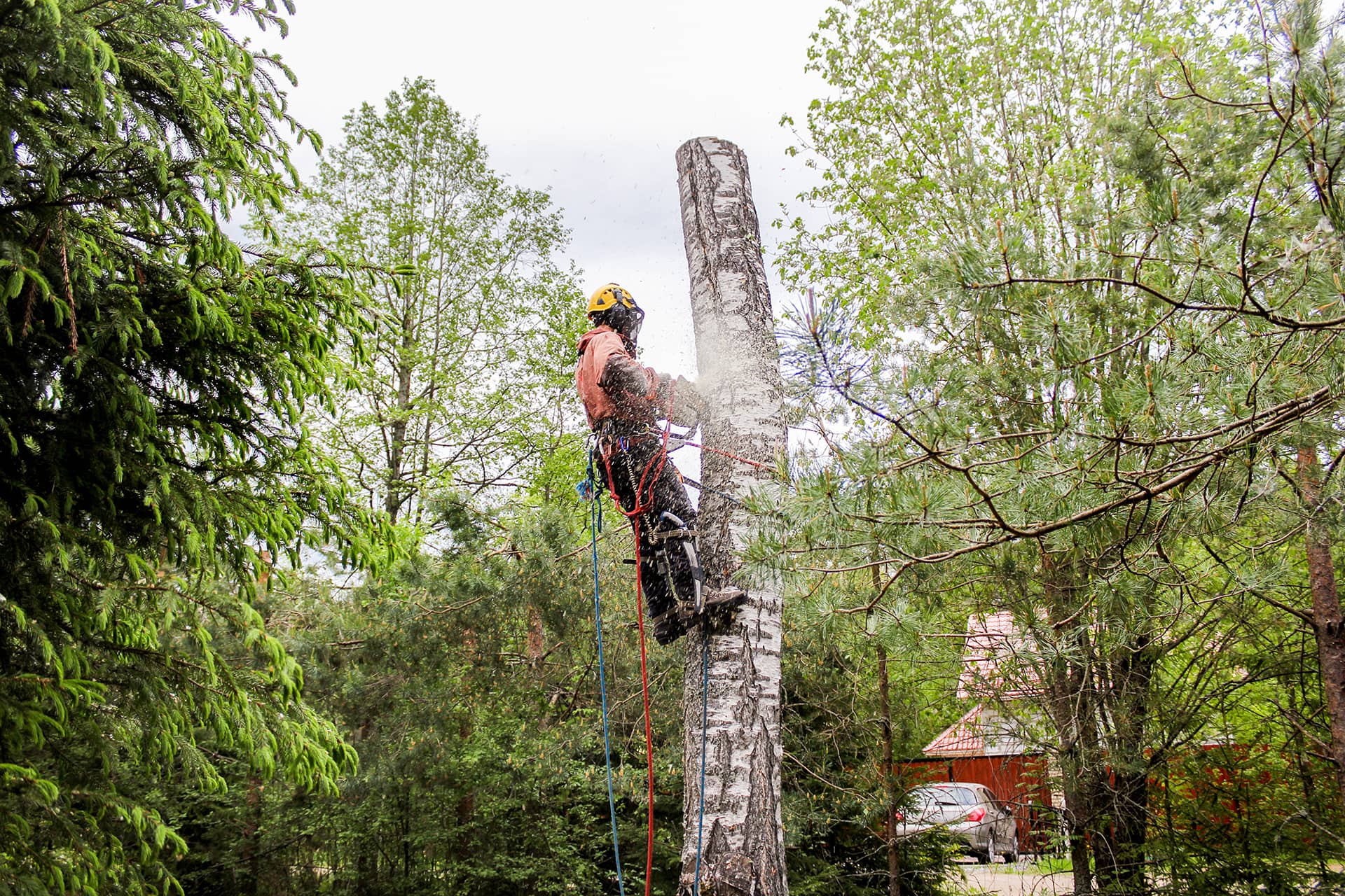 PS Digital - Tree Service Marketing