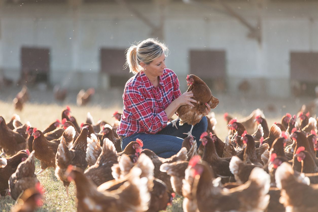 Woman in a red plaid shirt holding a brown chicken amid a flock of chickens outdoors