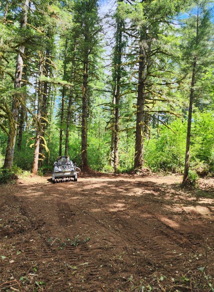 A forest clearing with tall pine trees and a parked off-road vehicle on a dirt patch.