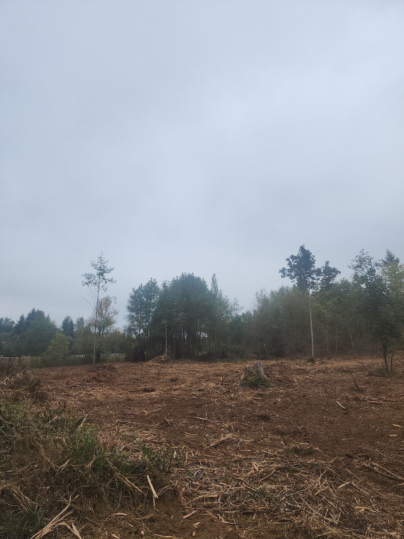 Foggy hillside with sparse trees and a brown, leaf-covered field under a gray sky