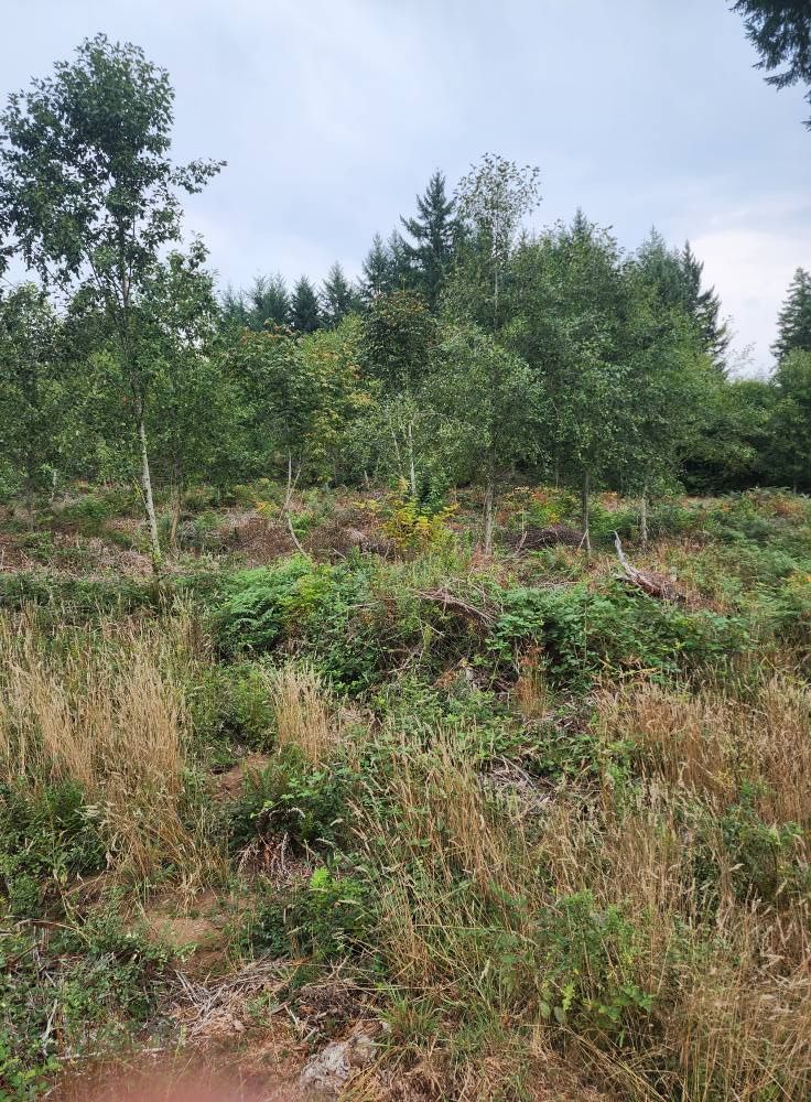 Grassy, overgrown hillside with young trees and shrubs under an overcast sky