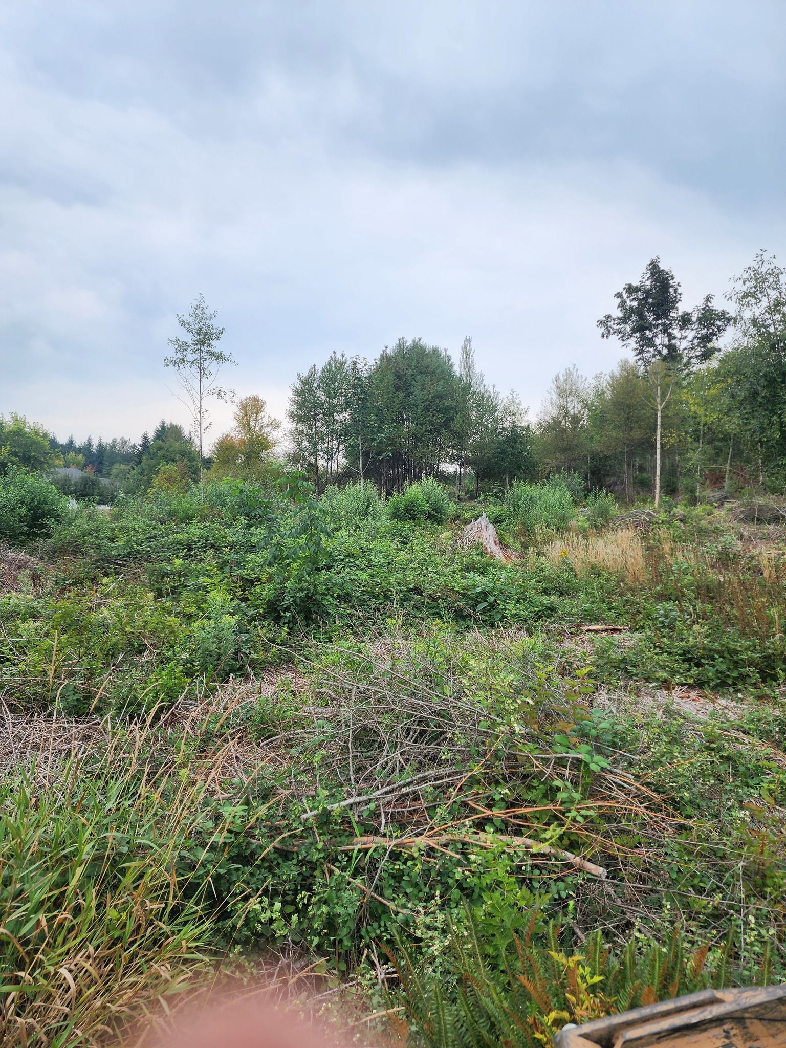 Overgrown green hillside under a cloudy sky with scattered trees and shrubs