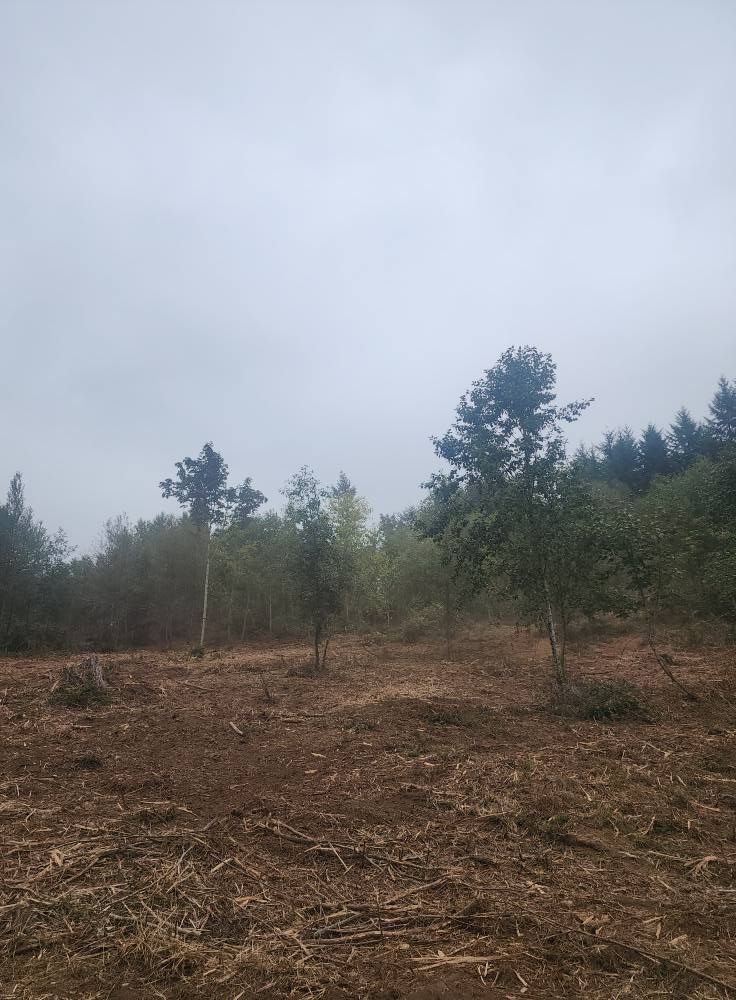 Sparse trees on a brown hillside under a gray, overcast sky
