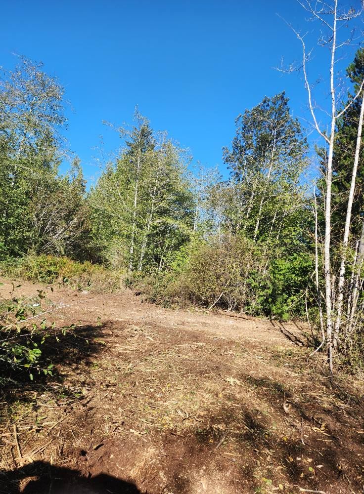 Sunny dirt path through a wooded area with green trees and blue sky
