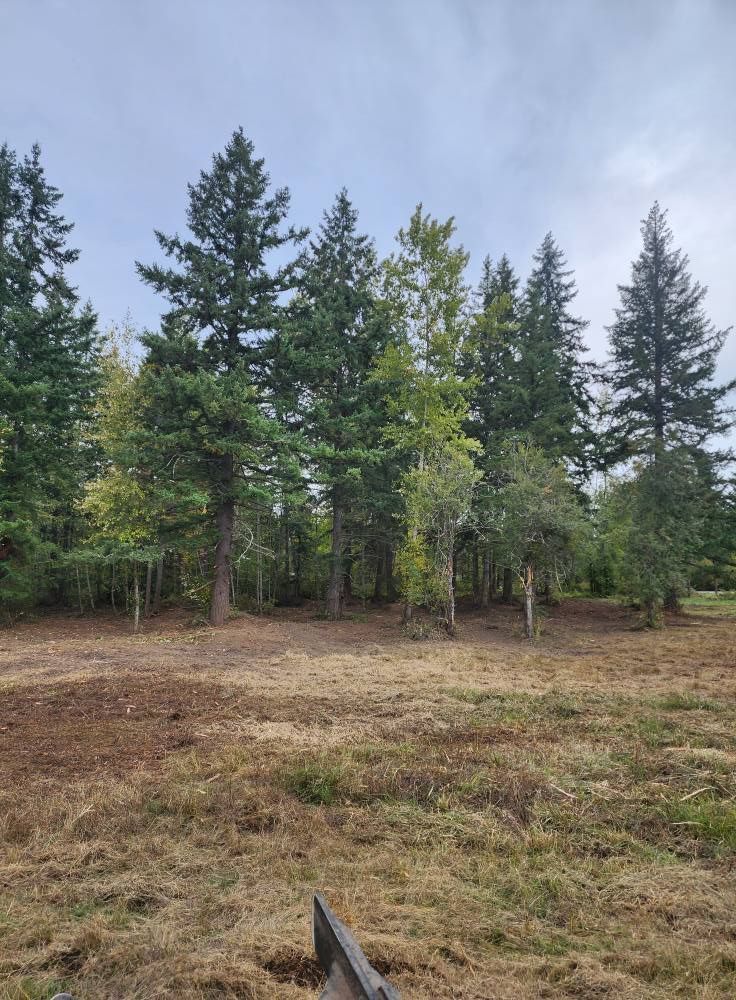 Open grassy field with tall evergreen trees under a cloudy sky