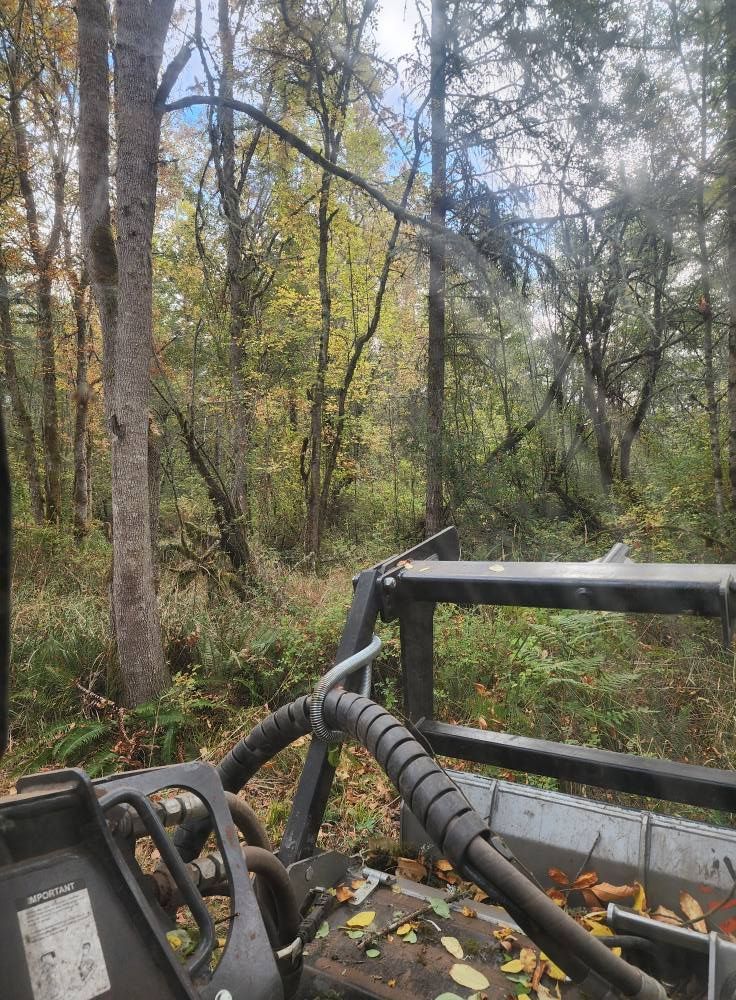 Off-road vehicle view through a wooded trail with fallen leaves and trees ahead