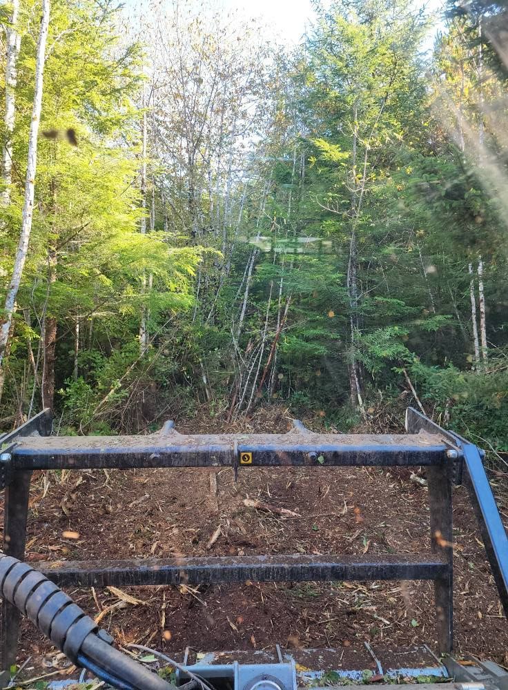Forested trail ahead from an off-road vehicle, with a black and blue metal bar in the foreground
