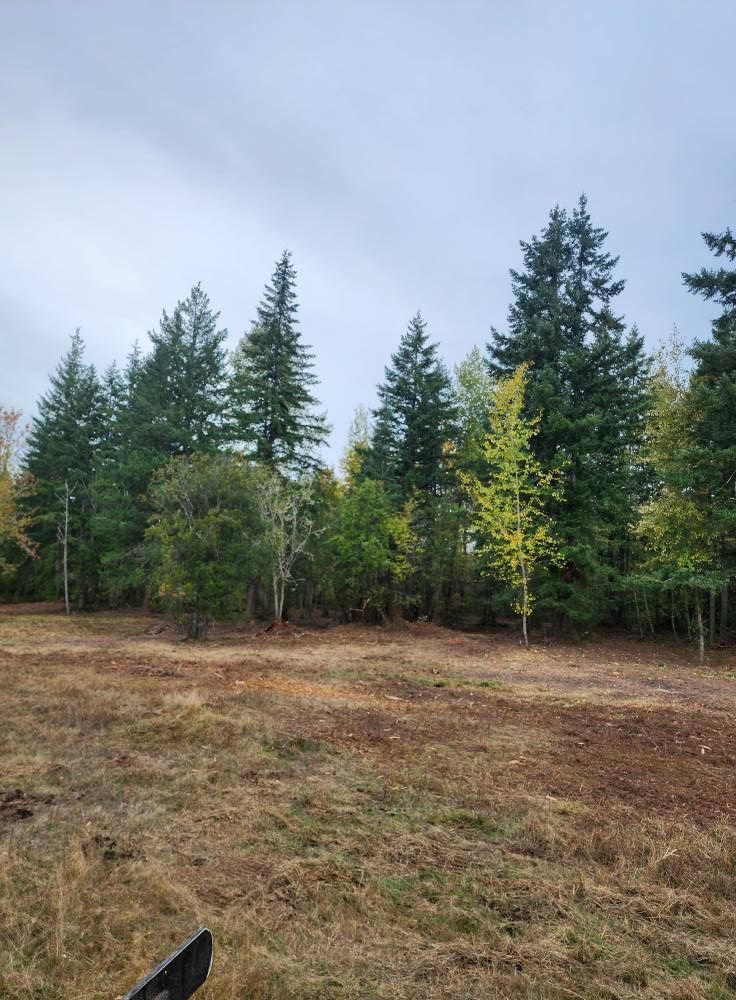 Open field with brown grass and a line of green evergreen trees under a cloudy sky