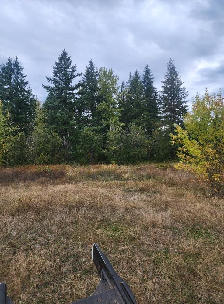 Grassy field with evergreen trees under a cloudy sky, with a bicycle seat in the foreground