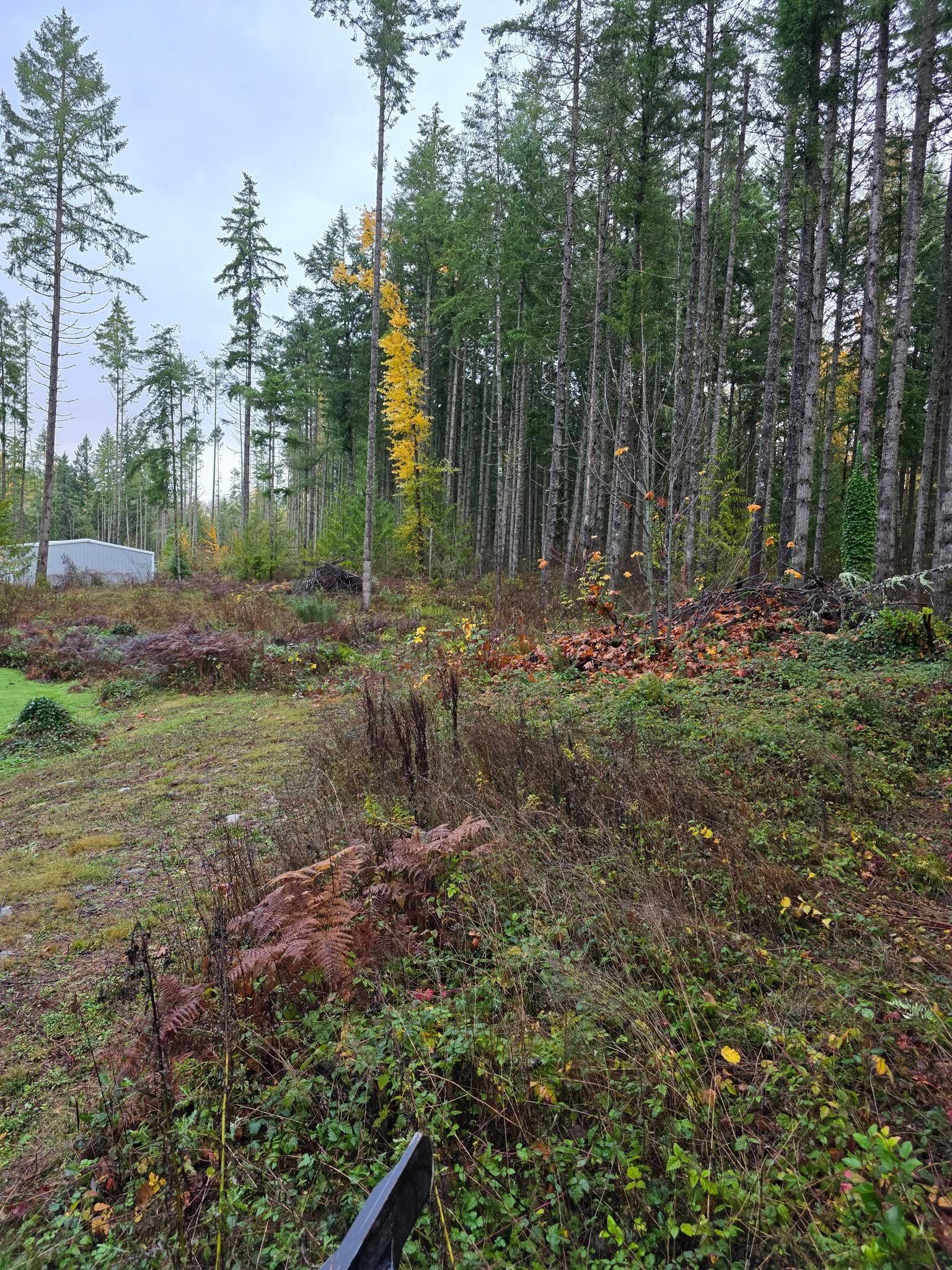Wet woodland with tall green trees, a bright yellow tree, and mossy ground under an overcast sky