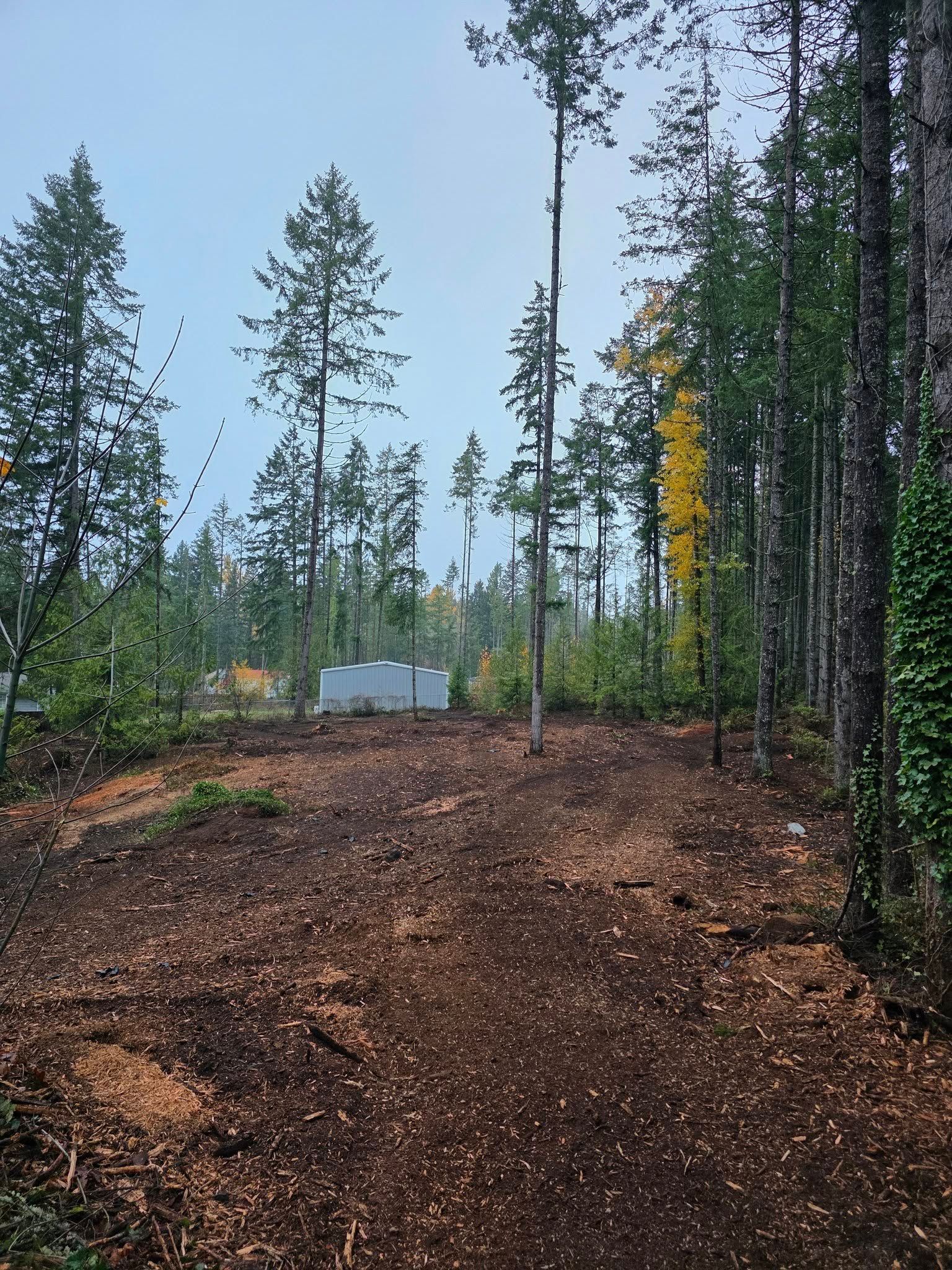 Dirt road in a pine forest with a small gray building and yellow autumn leaves on the right