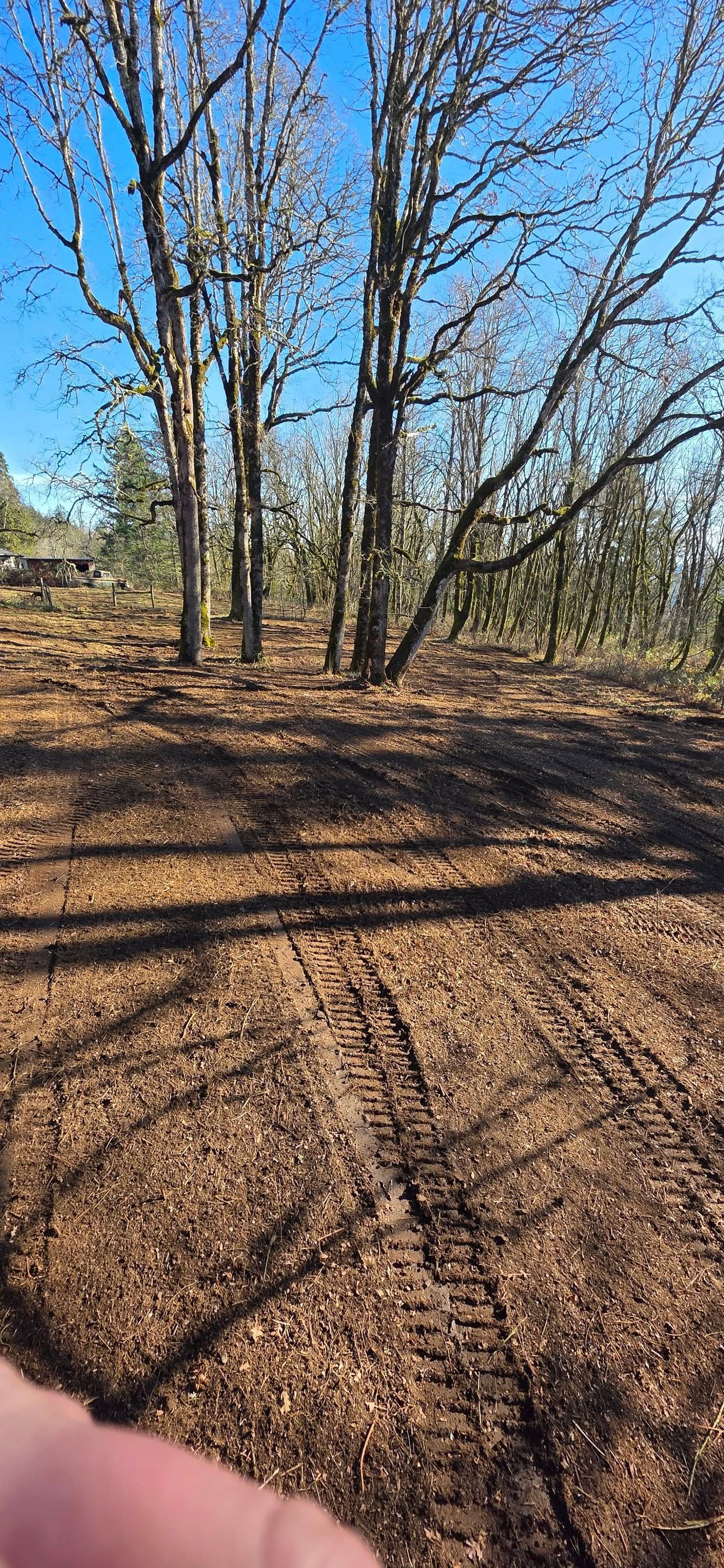 Leafless trees in a sunny wooded area with long shadows on brown ground and a finger at the bottom edge