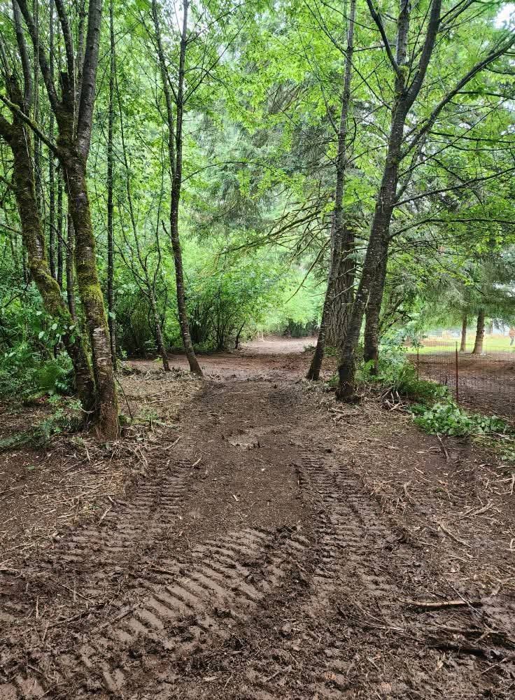 Muddy forest path with tire tracks, bordered by green trees and shrubs.