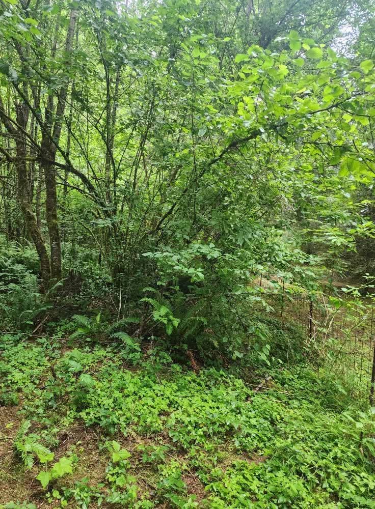 Dense green shrubs and trees in a wet woodland clearing with leafy ground cover