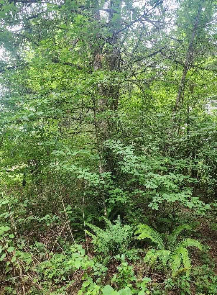 Dense green woodland with ferns and leafy trees in a natural forest setting