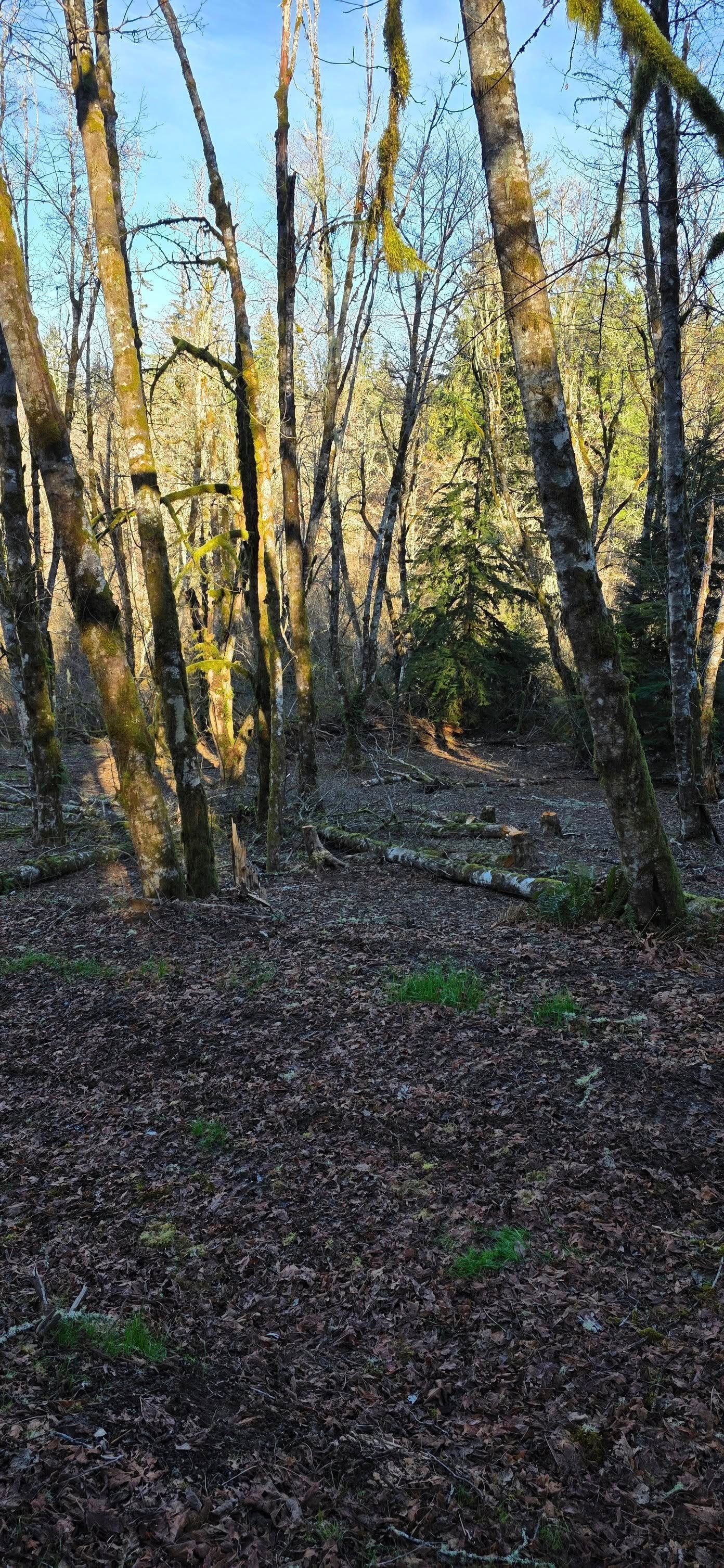 Sunlit wooded trail with bare trees and leaf-covered ground in early spring