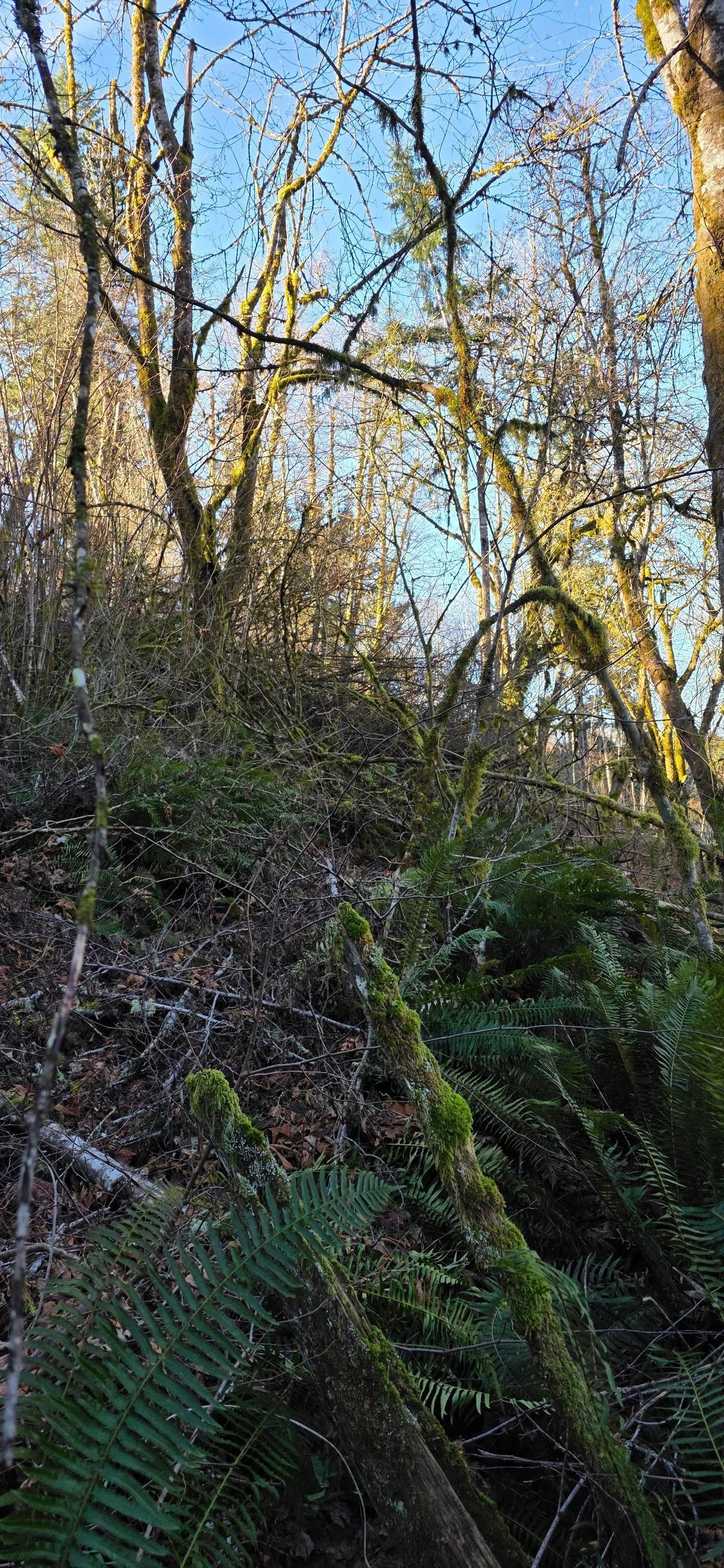 Wooded hillside with dense green undergrowth and leafless trees in bright sunlight