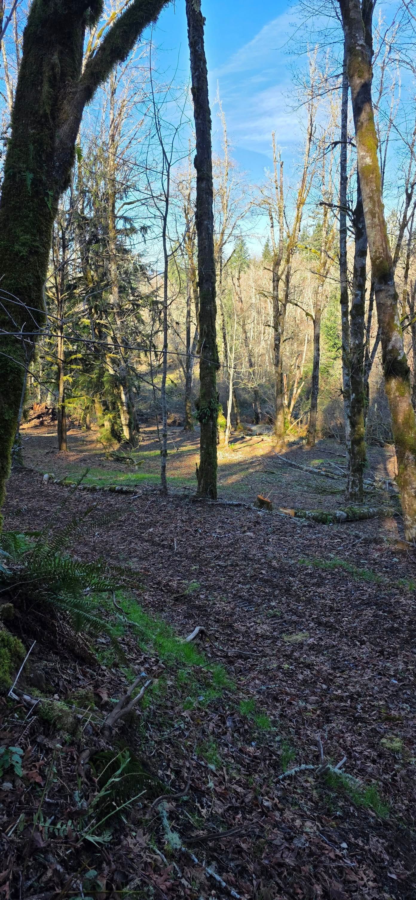 Sunlit forest clearing with tall bare trees and a leaf-covered path