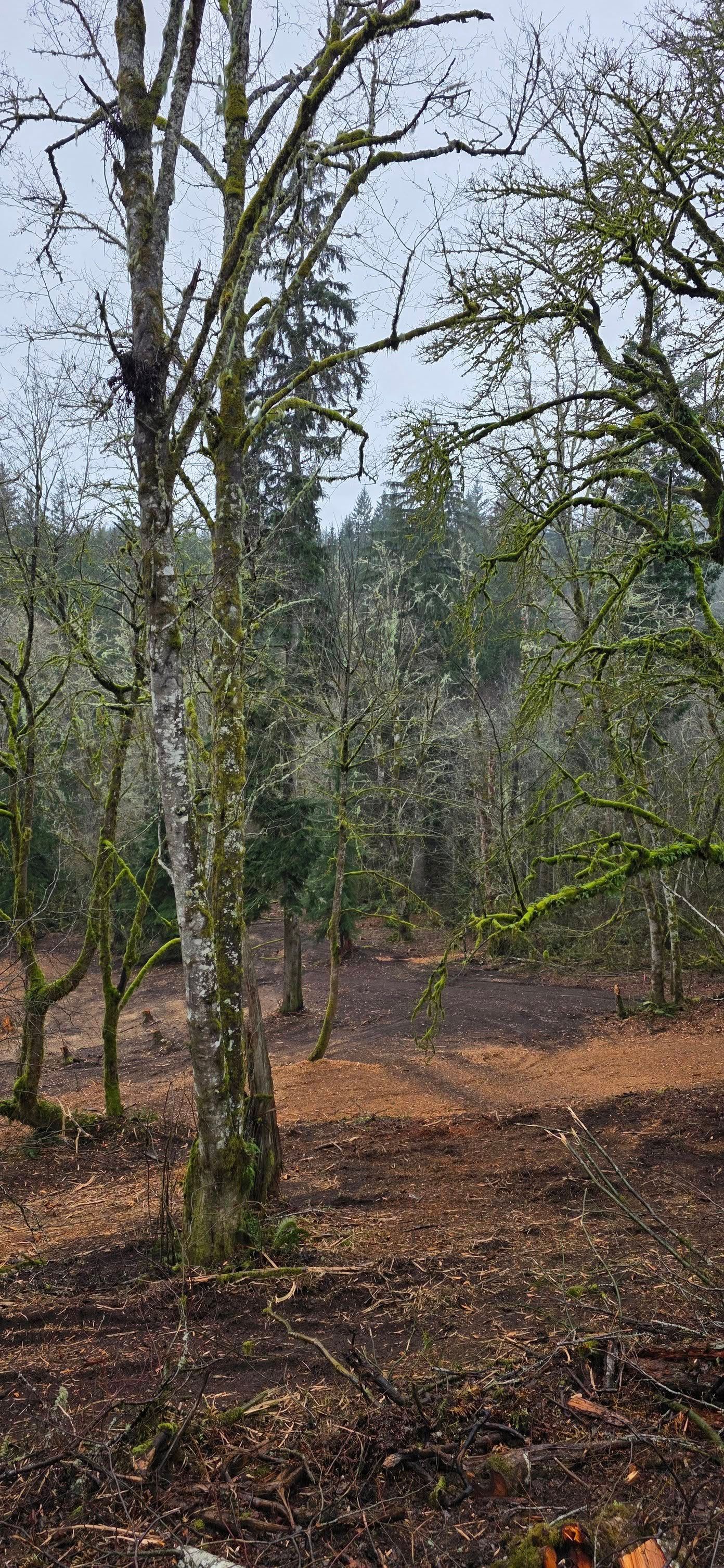 Sparse woodland with tall thin trees and a leaf-covered forest floor