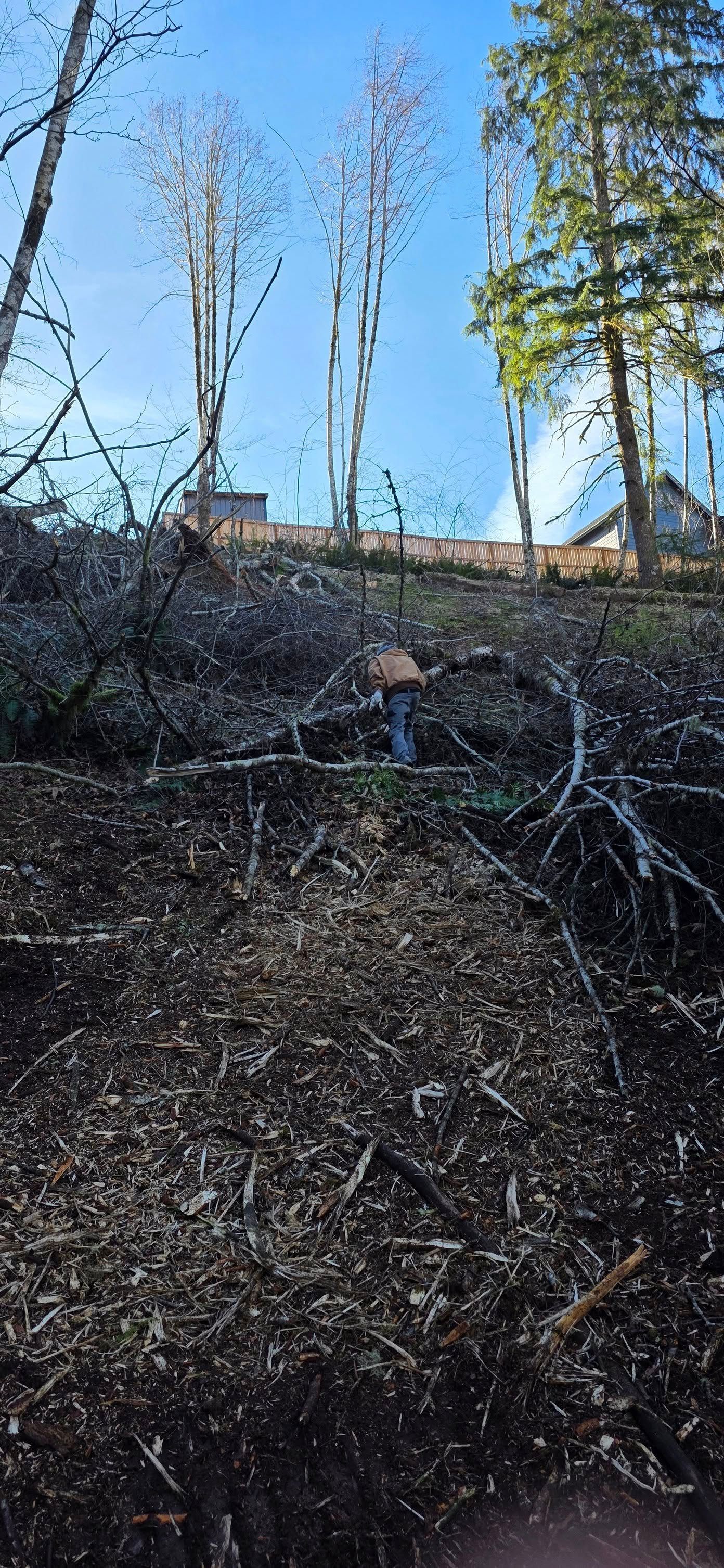 Forest hillside with bare ground, fallen branches, and tall trees against a blue sky.